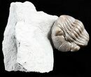 Wide, Enrolled Eldredgeops Trilobite - Ohio #55455-4